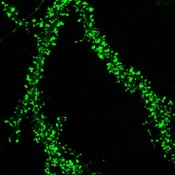 image_GFP