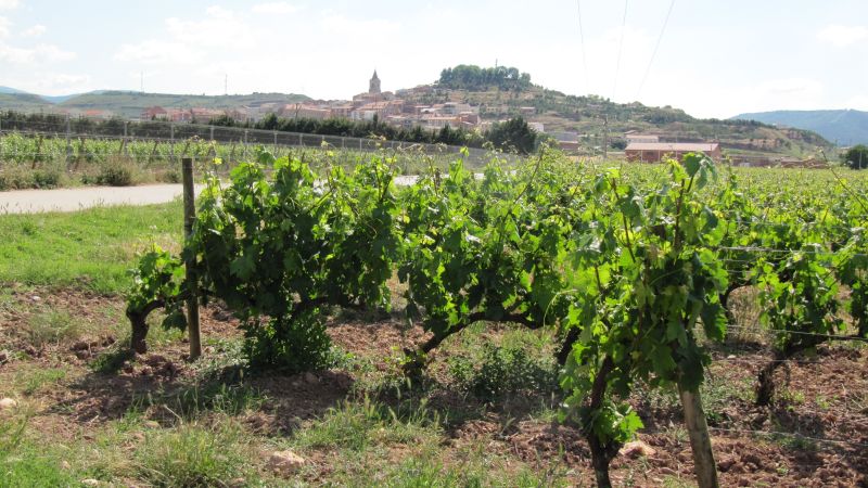 Bodegas Corral, Vinos Don Jacobo