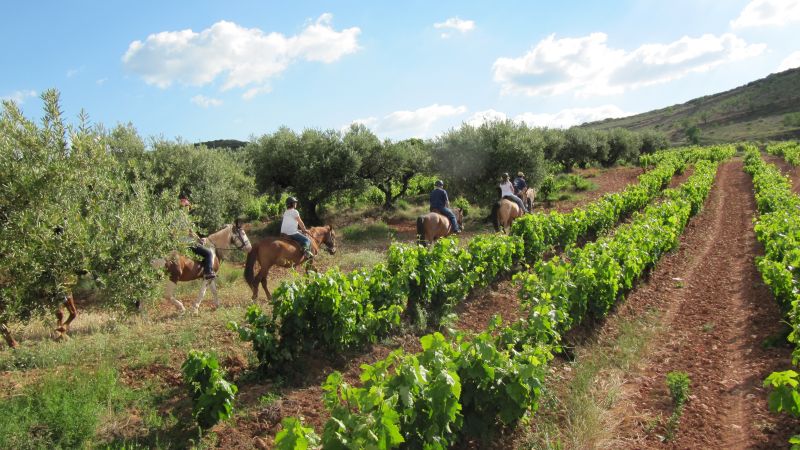 A caballo por la viña