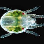 13th Spider Mite Genome Meeting