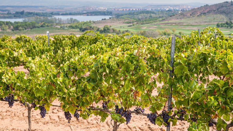Viñedos de La Grajera en Logroño (La Rioja)
