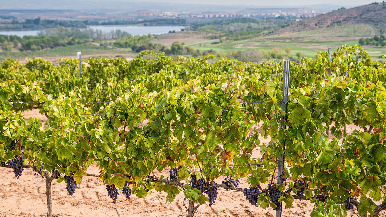 El Congreso Internacional de Protección Integrada en Viticultura reunirá a más de 120 científicos e investigadores