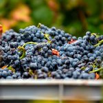 Taller '¿Hay vida más allá del vino?' Cómo reutilizar y dar valor a los subproductos del vino'