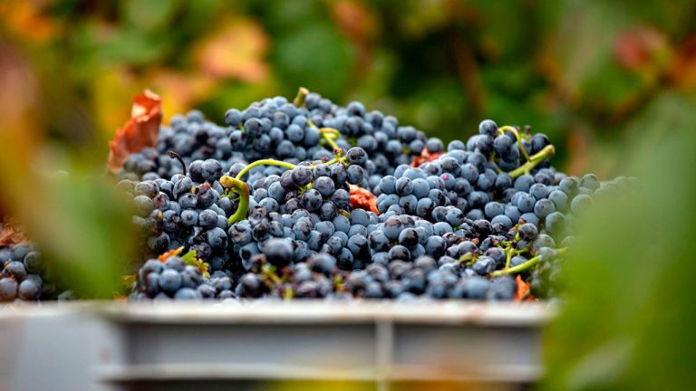 Taller sobre como se elabora el vino