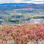 Seminario ICVV. '<i>Smoke taint, Sensory and Consumers: how do consumers respond to wines mades from grapes exposed to bushfire smoke</i>'