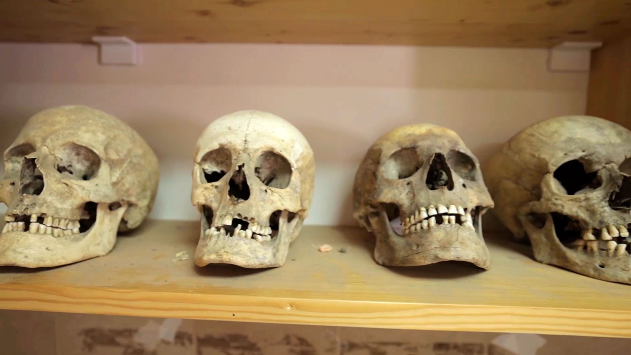 Cráneos de algunos de los 146 individuos cuyo genoma se ha analizado y que habitaron las actuales Serbia y Croacia durante el primer milenio