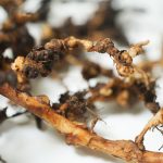 Jornada de Especialización 'Nematodos en los viñedos: problemática, desafíos y bioindicadores de la salud del suelo