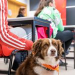 Taller. Bienestar emocional con tu mascota