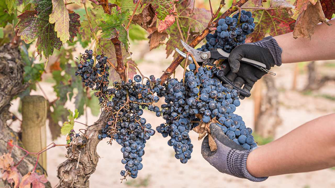 Jornadas Viticultura