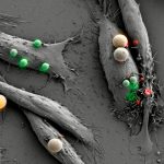 Seminario de Informática 'Mirian Andrés'. Microscopy & Imaging «Friends for ever»