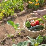 El Derecho al suelo agrícola como base de la Agenda 2030