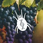 14th Spider Mite Genome Meeting