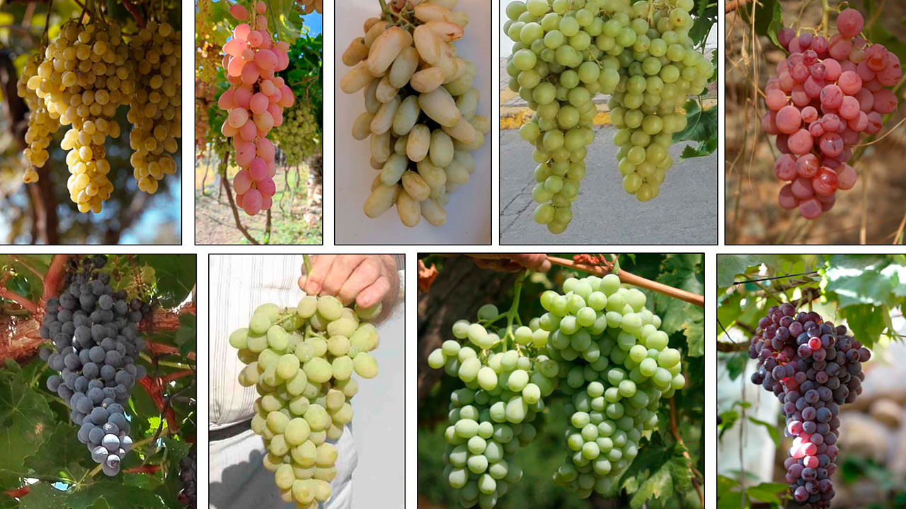 De izquierda a derecha, en la parte superior, racimos de Blanca de los Ríos, Corazón de Gallo, De Datilillo Largo, De Pan Flor de Baladre; y, en la fila inferior, Uva Negra del Castillo de Benizalón, Uva Blanca de Real de Antas Santa Paula del Marchalejo y Uva Negra del Molino Zenete