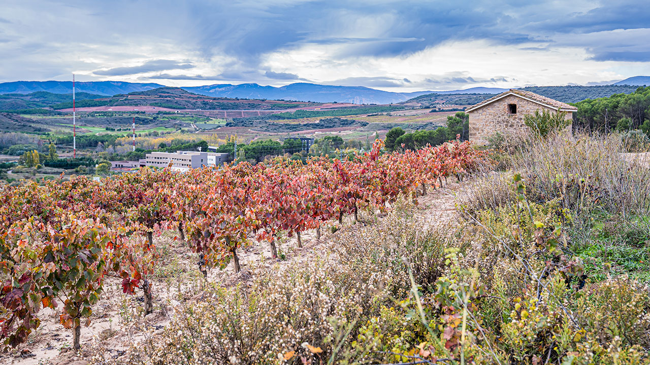 Viñedos en la finca de La Grajera del Instituto de Ciencias de la Vid y el Vino (ICVV)