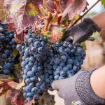 Seminario ICVV. 'Uncorking Wine Liking: Combing Analytical Chemistry and Machine Learning to Predict Wine Quality'