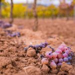 Seminario ICVV. Libres de alcohol: ciencia y visión detrás de la innovación en vinos desalcoholizados