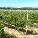 I Jornada SHIELD4GRAPE. Viña, oídio y mildiu: Variedades resistentes y estrategias de manejo integrado