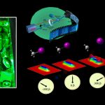 Luces, cámara, acción: luz ultrarrápida para observar y manipular la materia en movimiento