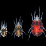 15th Spider Mite Genome Meeting
