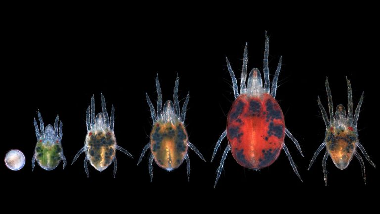 15th Spider Mite Genome Meeting