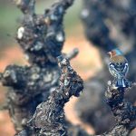 Fase Autonómica de la XXI Olimpiada de Biología