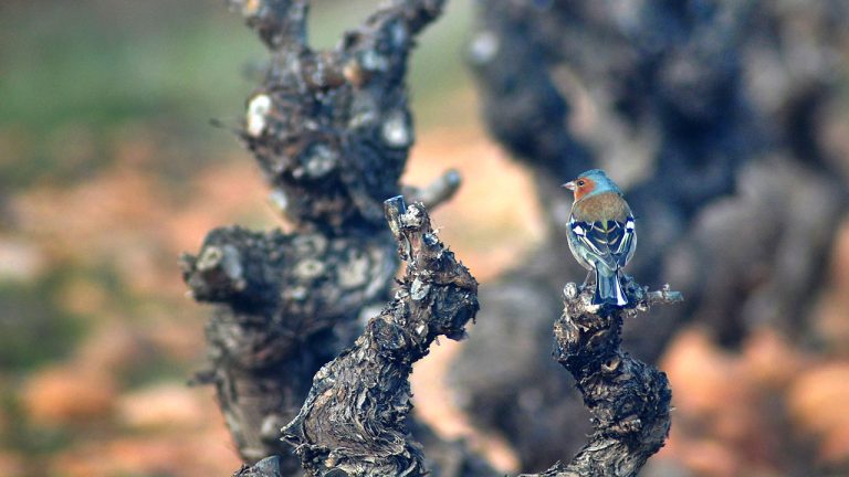 Fase Autonómica de la XXI Olimpiada de Biología