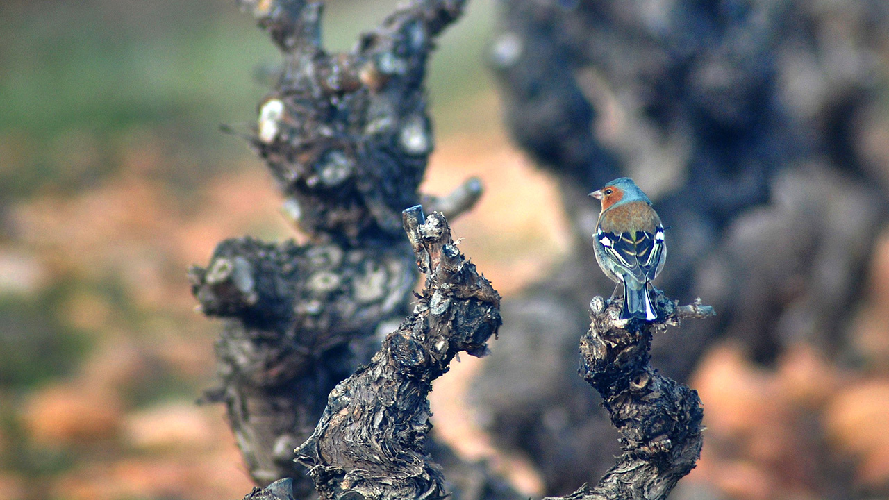 Fase Autonómica de la XXI Olimpiada de Biología