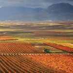 Diario de vendimia y nombramiento Juan Valdelana