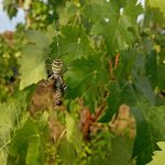 Seminario. Análisis de la biodiversidad de arañas (Araneae) en un agroecosistema vitícola y en el paisaje en el que está inmerso