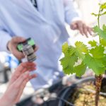 VIII Jornadas de innovación en tecnología y gestión vitivinícolas. Máster Universitario en Tecnología, Gestión e Innovación Vitivinícola