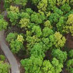 Seminario. Plantas al límite: fabricando agujeros en la capa de ozono para estudiar cómo se defienden