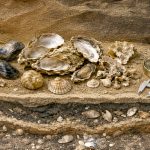 VIII Reunión Científica de Arqueomalacología de la Península Ibérica (RCAPI)