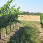 II Jornada SHIELD4GRAPE. Viñas resistentes a oídio y mildiu. Experiencias en La Rioja
