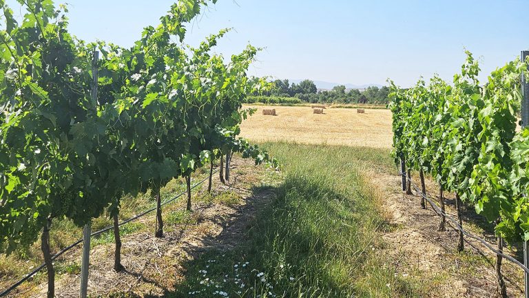 Jornada SHIELD4GRAPE-vid